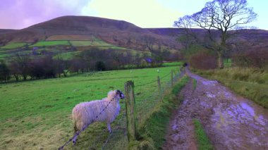 İngiltere, Derbyshire 'daki Edale Vadisi' nde yalnız bir koyunu yakalamak. Edale, İngiltere 'nin Derbyshire eyaletinde yer alan bir şehirdir. High Peak ilçesinde..