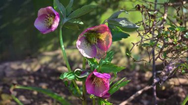 Helleborus orientalis (Perhiz Gülü), düğün çiçeği familyasından bir çiçekçidir..
