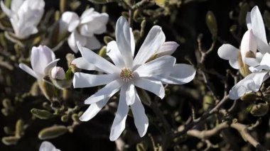Bir Magnolia Stellata çiçeği yakalıyorum, bir bahar esintisinde usulca esiyorum..