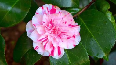 Üç renkli taze Camelia Japonica 'yı yakalıyor, bahar rüzgarında hafifçe esiyor..