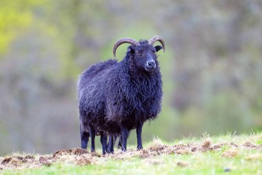 İskoçya Dağları 'ndaki Mull Adası' ndaki bir çayırda gezinen çok sağlıklı bir Hebridean koyunu yakaladım..