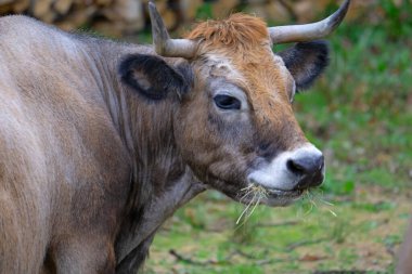 İskoçya 'daki Mull Adası' nın orjinalliğini, huzurunu ve huzurunu artırır..