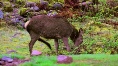 Kızıl geyikler, İskoçya 'nın dağlık bölgelerinde Glencoe' nun çeşitli bölgelerinde görülen üretken ve karakteristik memelilerdir..