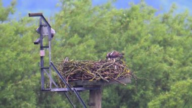 Osprey 'lerin türlerini korumak için her bahar Rutland Water' a döndüğü biliniyor. Yırtıcı kuşları yiyen büyük bir balıktır..