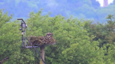 Osprey 'lerin türlerini korumak için her bahar Rutland Water' a döndüğü biliniyor. Yırtıcı kuşları yiyen büyük bir balıktır..
