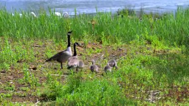 Kanada 'lı bir kaz ailesi, Mayıs 2025' te Rutland Waters, Northamptonshire 'da birbirlerine bağlandılar..