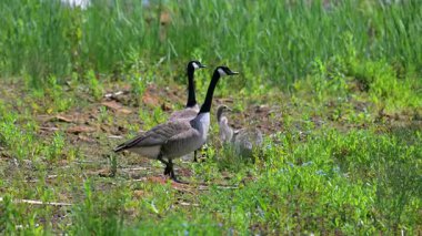 Kanada 'lı bir kaz ailesi, Mayıs 2025' te Rutland Waters, Northamptonshire 'da birbirlerine bağlandılar..