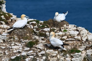 Bir grup sümsük kuşunu Bempton Kayalıkları 'nda bir uçurumun kenarında çiftleşip yuva yaparken yakalıyorlar..