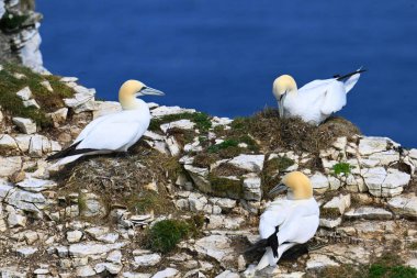 Bir grup sümsük kuşunu Bempton Kayalıkları 'nda bir uçurumun kenarında çiftleşip yuva yaparken yakalıyorlar..