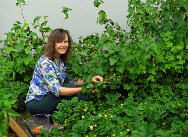 Haziran 'ın ortalarında sebze bahçesinde bir sürü fırsat görüldü. Çilek, ahududu ve kuşüzümü toplanmak için olgunlaştı..