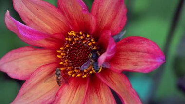 Yabani bal arıları ve uçan sinekler Haziran 'dan Ekim' e kadar bir Doncaster bahçesinde sürekli polen toplarlar..
