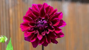 Dahlia 'nın Kara Orman çeşitleri yarı yarıya kırmızıdan koyu kırmızıya değişen çift çiçeğe sahiptir..