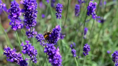 Arılar mor renkli çiçeklere bayılırlar, ama özellikle de lavantalara, Haziran 'dan Ağustos' a kadar..