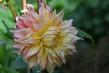 Dahlia Penhill Karpuzu, son derece büyük ve gösterişli çiçekleri ile ünlü yıldız çiçeği yemek tabağı kategorisinin göze çarpan bir üyesidir..