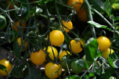 Parlak ve kompakt domates 'Tom Yellow' teras kapları için ideal, canlı sarı, kiraz büyüklüğünde meyveler üretiyor..