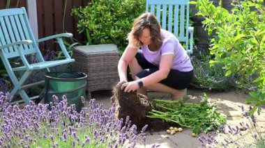 Yeni patatesler bir bez torba içinde yetiştirilebilir, ya da çuval içinde ve yaz başında hasat edilebilir..