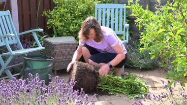 Yeni patatesler bir bez torba içinde yetiştirilebilir, ya da çuval içinde ve yaz başında hasat edilebilir..
