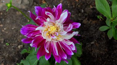 Mor Patlama, koyu yeşil tırtıklı yaprakları olan tüylü, küme biçiminde tüberküloz bir uzun ömürlüdür. Beyaz kenarlı büyük, koyu mor çiçekler yazın dik gövdelerde belirir..