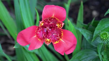 Tigridia pavonia çiçekleri Temmuz ve Ağustos aylarında yaklaşık iki-üç hafta boyunca. En iyi çiçekler tam güneşte dikilmeli. Çiçekler sarı, kırmızı, mor ve beyaz gelir..