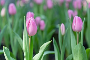 Gardener use tablet for plant tulips, Beautiful growing tulip garden, Technology of growing flower gardens.