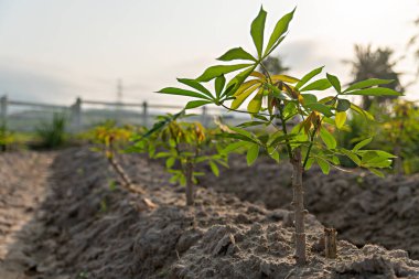 Gün doğumunda Cassava tarlası. Yiyecek genellikle hayvan yemi olarak kullanılır. Yaz boyunca sampou. Ürün adı Yuca, Mandioa, Manioc, Tapioca.