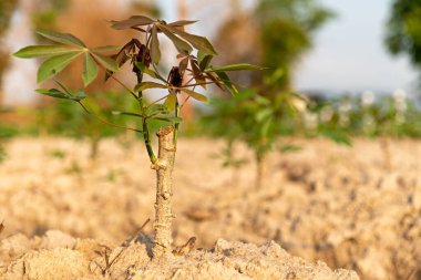 Gün doğumunda Cassava tarlası. Yiyecek genellikle hayvan yemi olarak kullanılır. Yaz boyunca sampou. Ürün adı Yuca, Mandioa, Manioc, Tapioca.