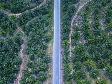 Palm Plantation Aerial 'ın üst görüntüsü. Yağ palmiyesi korusu. Yol hasat manzarası. Günbatımında Top View caddesi. Ağaç palmiyesi boyunca eğri yolun havadan görünüşü.