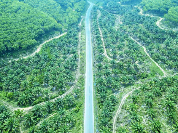 Palm Plantation Aerial of top view. Oil palm tree  grove. top view of harvesting road. Top view street road during sunset. Aerial view of curve road along tree palm.