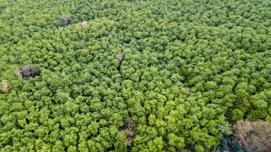 Palm Plantation Aerial 'ın üst görüntüsü. Yağ palmiyesi korusu. Yol hasat manzarası. Günbatımında Top View caddesi. Ağaç palmiyesi boyunca eğri yolun havadan görünüşü.