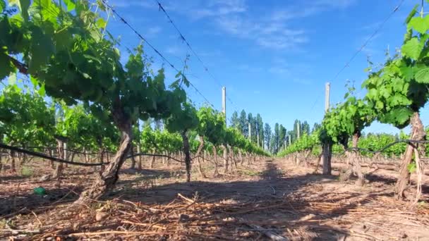 Mendoza Argentinië Wijnhoofdstad Wijnvelden Wijnstokken Die Beroemde Argentijnse Wijn Produceren — Stockvideo