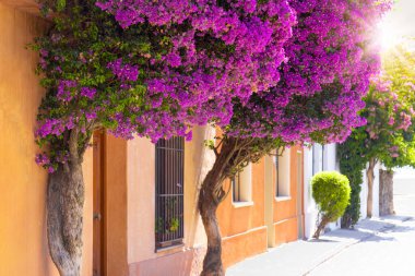 Uruguay, Colonia Del Sacramento 'nun sömürge sokakları Barrio Historico' nun tarihi merkezinde..