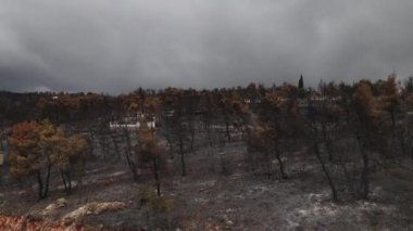 Wildfire Felaket Sonrası, Yanmış Orman Havadan Görünümü, Evlerin Etrafındaki Kömürleşmiş Ağaçlar. Karanlık Apocalyptic Manzara, Drone Shot 4k