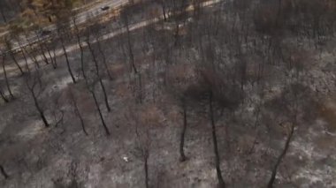 Wildfire Aftermath, Drone Aerial View, Burned Forest and Charred Trees by Road in Countryside Manzarası. Doğal Felaketin Sonuçları 4k