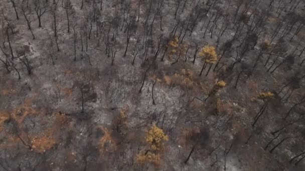 野火の後に土地と森を焼きました バードアイ空中ビュー 灰と破壊された風景 トップダウンドローンショット4K — ストック動画