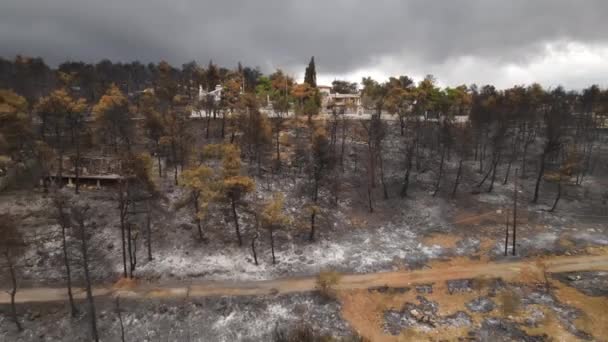 Houses Middle Burned Land Charred Trees Wildfire Aerial View Landscape — Stock Video