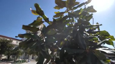 Pasadena Belediye Binası ağır çekim görüntüsünü gözler önüne seriyor, Kaliforniya, ABD. Güneşli günde ikonik bina ve ön meydan 4k