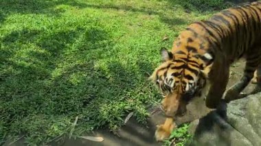 Sumatra Kaplanı, Yakın plan. Camların Arkasında Yürüyen Vahşi Tehlikeli Hayvan Duvarı 4k