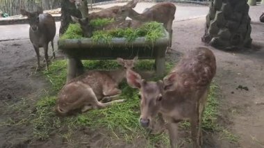 Hayvanat Bahçesi Parkı 'nda Çimen Yiyen Fawns, Kameraya Bakıyor, 4K Kapat