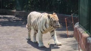 Kafesteki Beyaz Bengal Kaplanı. Hayvanat Bahçesinde Vahşi Asya Hayvanı