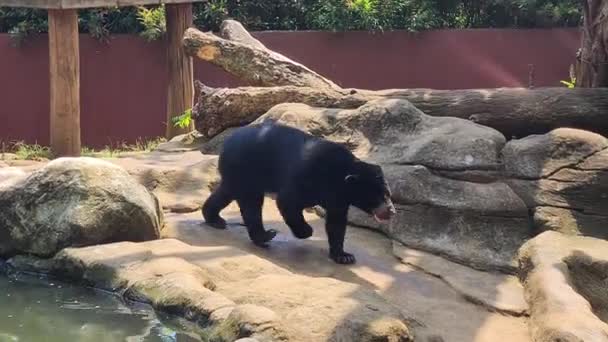 Sun Bears Protected Nature Reserve Animals Hot Sunny Day — Stock Video