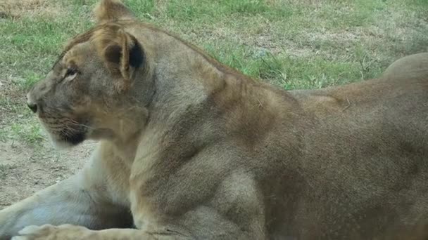 警告にライオン草の上に横たわって 閉じる 野生動物自然保護区4K — ストック動画