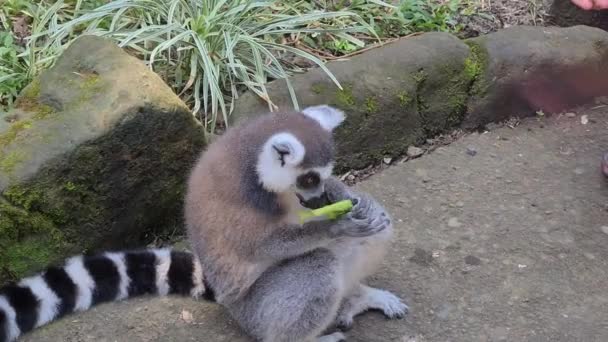 Yeşil Bitki Yiyen Yalnız Lemur Koruma Alanındaki Sevimli Vahşi Hayvan — Stok video