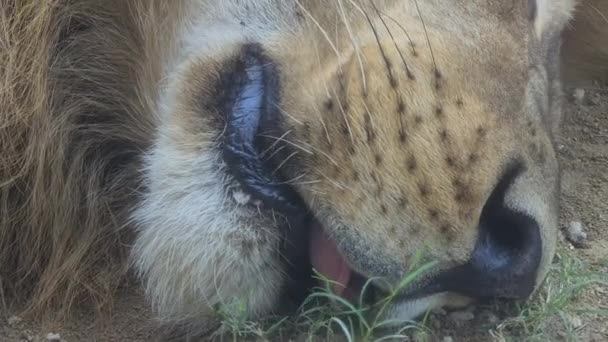 African Lion Sleeping Ground Close Repos Animaux Sauvages Pleine Nature — Video