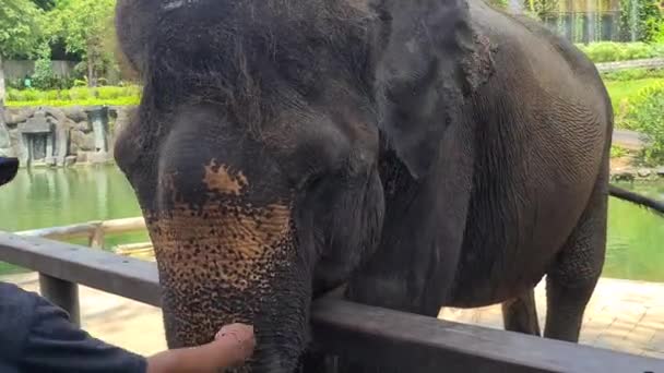 Close Young Elephant Comer Atrás Cerca Reserva Natural Protegida — Vídeo de Stock