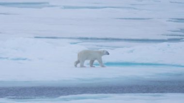 Yalnız Kutup Ayısı Puslu Kutup Gününde Buzda Yürüyor Av, Yavaş Hareket Arıyor