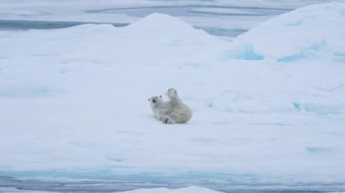 Komik Kutup Ayısı Buzun Üzerinde Uzanıyor ve Kameraya Bakıyor, Yavaş Hareket