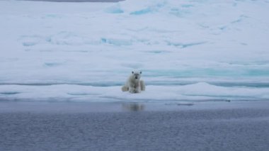 Kutup Ayısı Buzda Rahatlıyor ve Kameraya Bakıyor, Yavaş Hareket, Doğal Yaşam Alanında Vahşi Hayvan