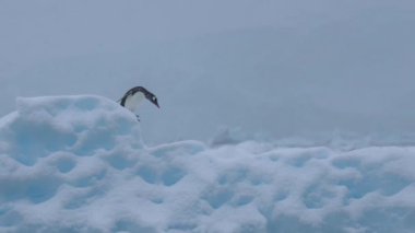 Yalnız Penguen Antarktika 'nın yakınlarındaki Iceberg' de atlıyor, Yavaş Hareket. Doğal Yaşam Alanında Hayvan