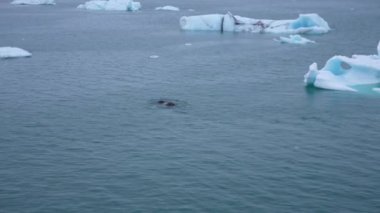 Yüzen Buz Parçaları Arasında Soğuk Deniz 'de Yüzen Deniz Aygırı Doğal Yaşam Alanında Vahşi Hayvan, Yavaş Hareket 4k