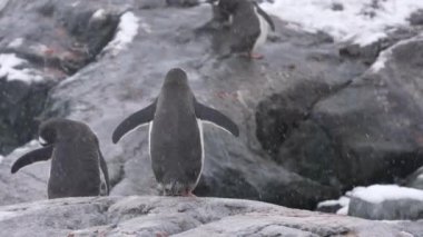 Antarktika kıyılarındaki Penguen Kolonisi, Soğuk Karlı günde Doğal Yaşam Alanındaki Gentoo Penguenleri